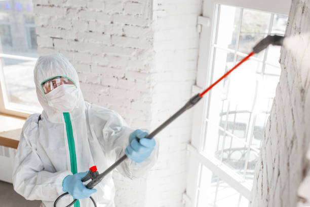 Best Attic Mold Removal  in Sisco Heights, WA